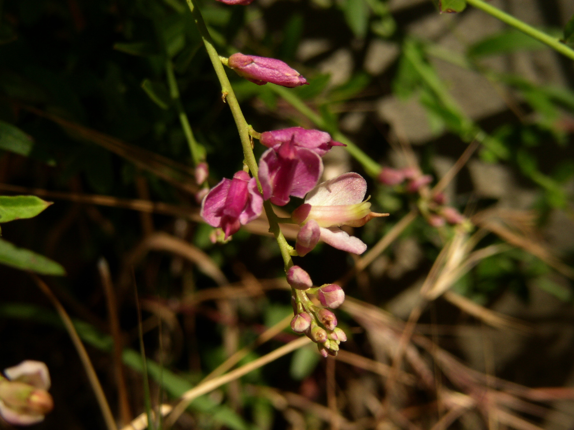 Polygala cornuta var. fishiae flowers